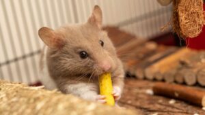 hamster munching on food in cage