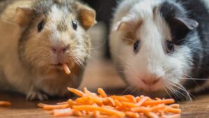 2 hamsters are eating food