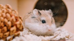 hamster inside a wooden cage beside a pinecone
