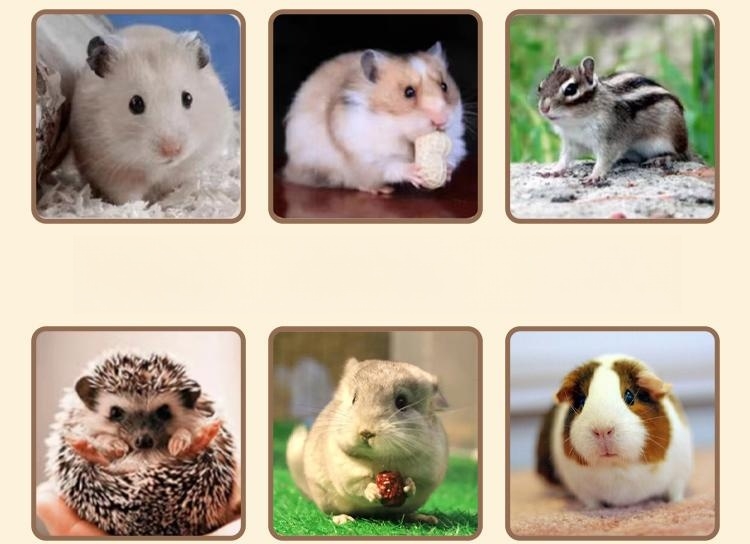 hamsters