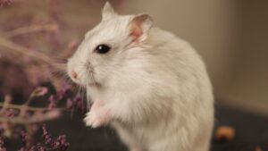 white hamster standing on its hind legs