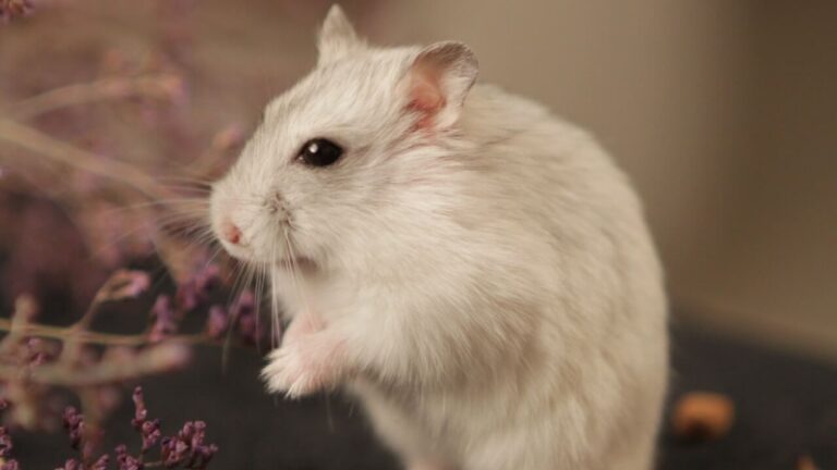 Stunning Advanced-Edge Hamster Cage Ventilation image