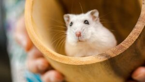 hamster inside a wooden mini bucket
