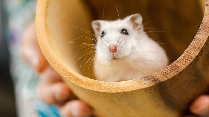 hamster inside a wooden mini bucket