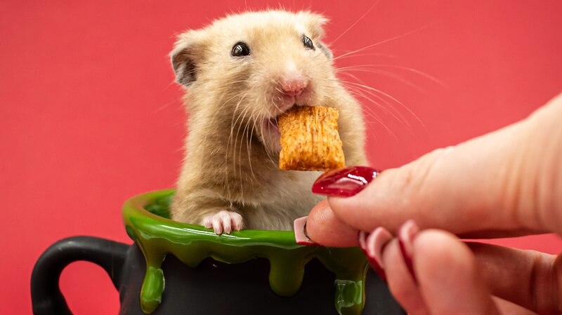 Hamsters: Diet, habits & types