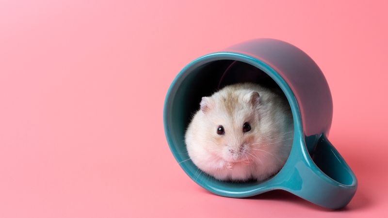 Robo Dwarf Hamster in a mug