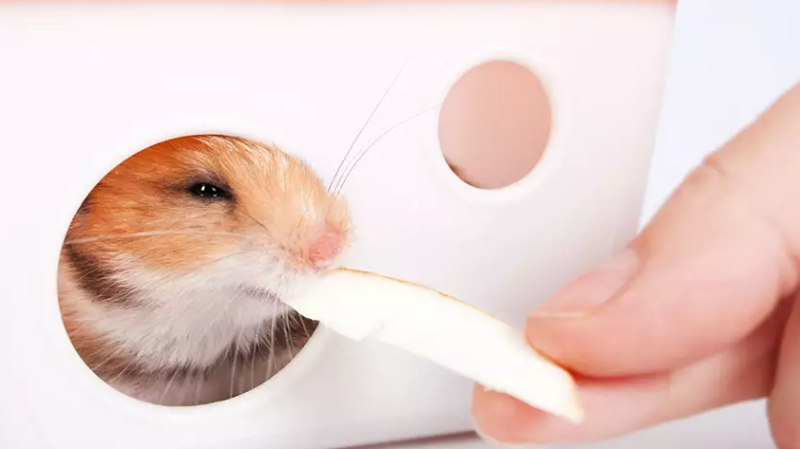 a hamster eats apple