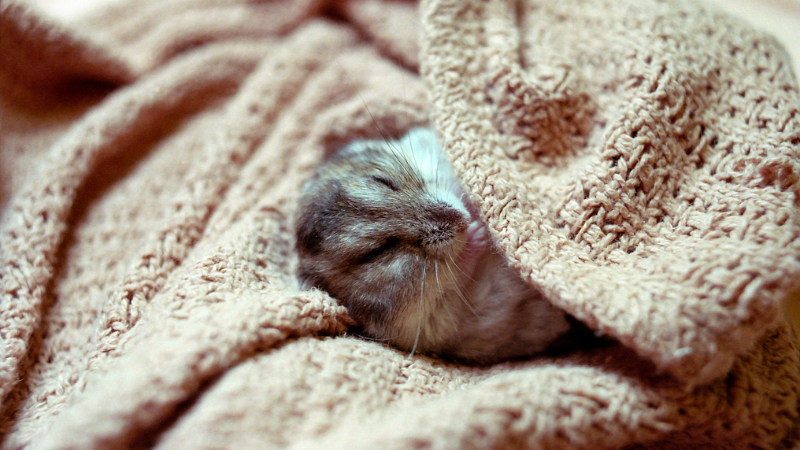 a sleeping hamster in blanket