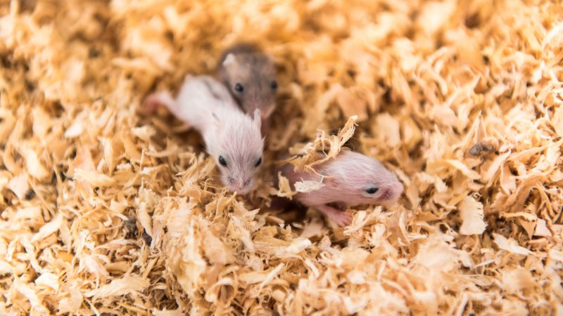 baby hamsters