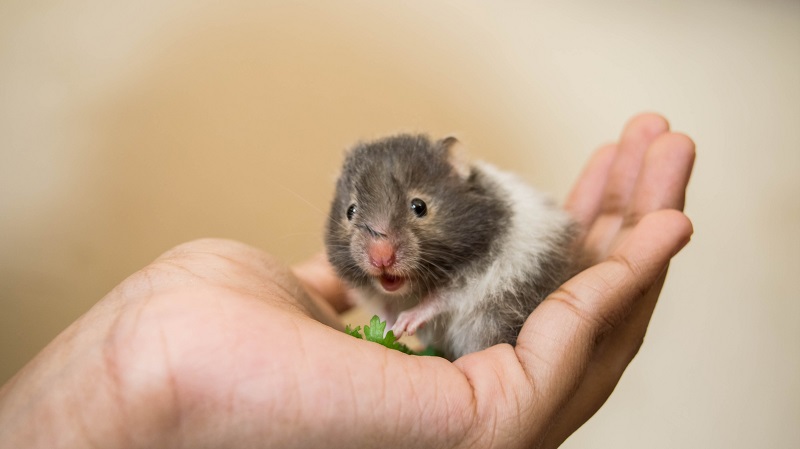 Dwarf Hamster - Facts and Beyond