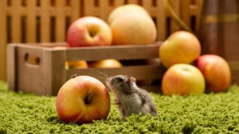 hamster and lots of apples