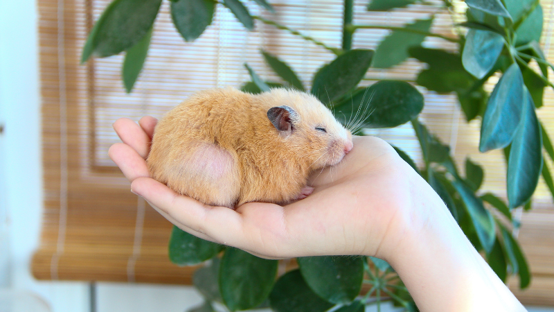 hamster sleep on hand