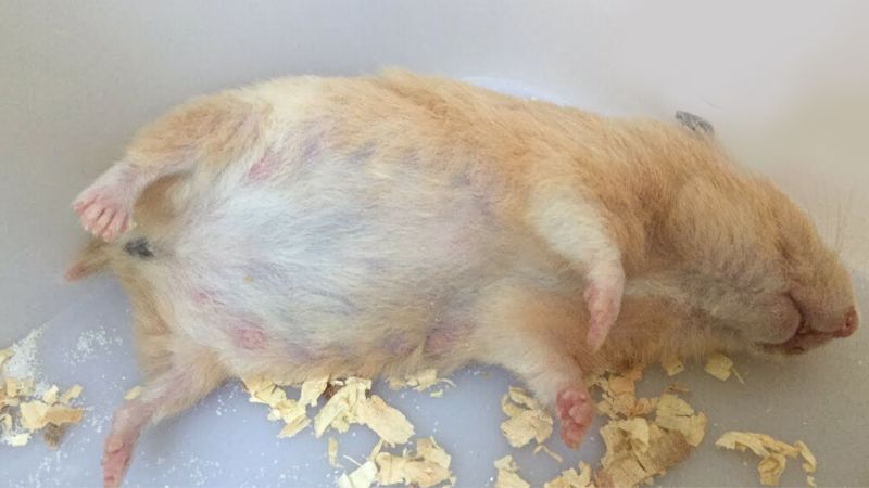 pregnant hamster