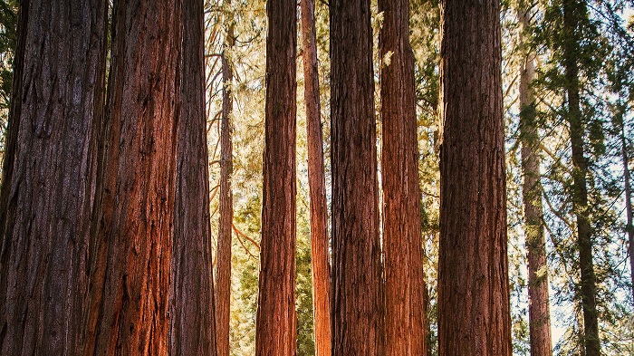 Redwood