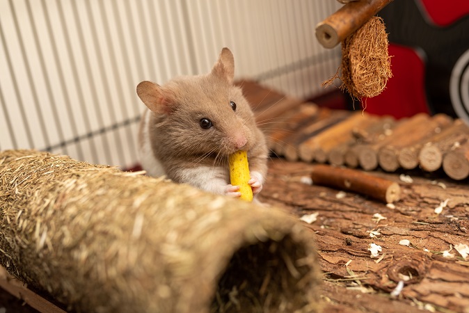 hamster eating food