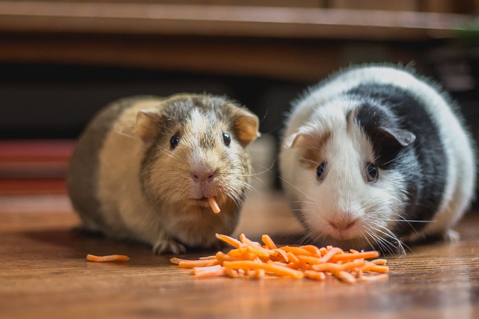 hamster eating carrots