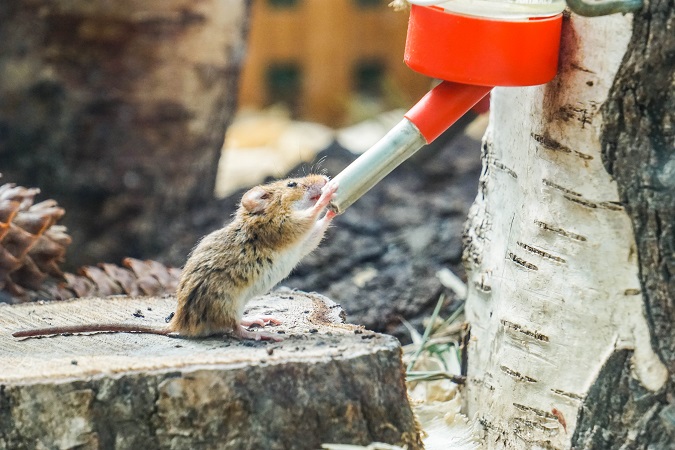 hamster need water