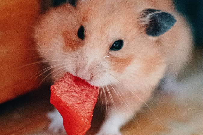 hamster eating