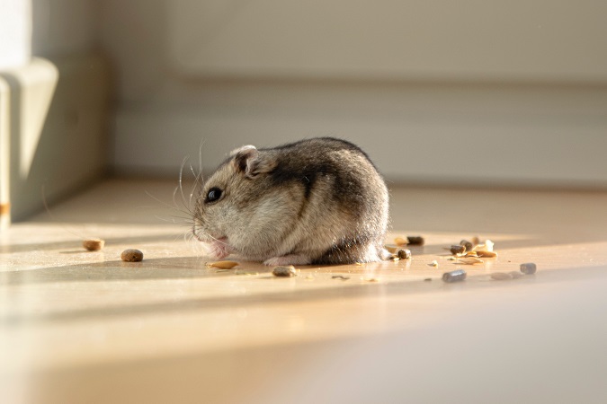 hamster eating food