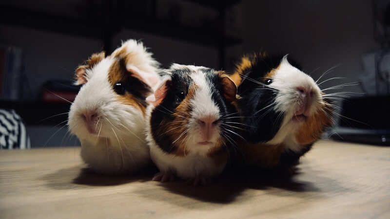 3 hamsters