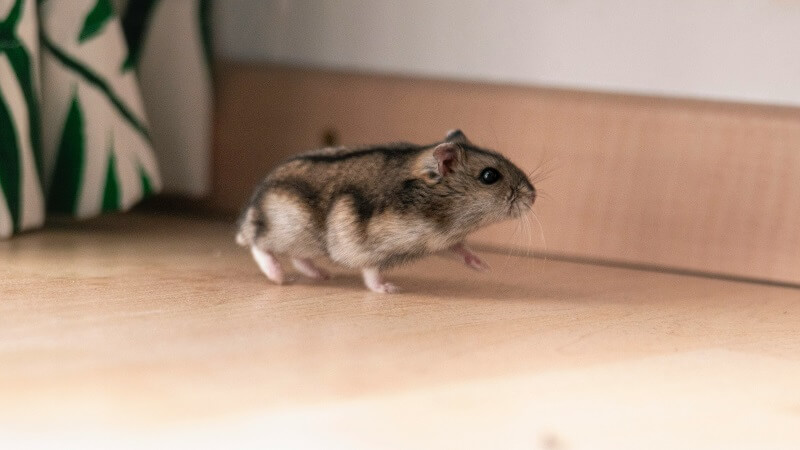 scaring hamster escape