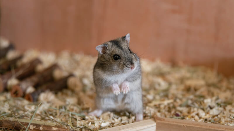 hamster and wood