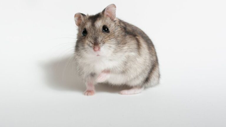 Hamster Illnesses In Animals photo