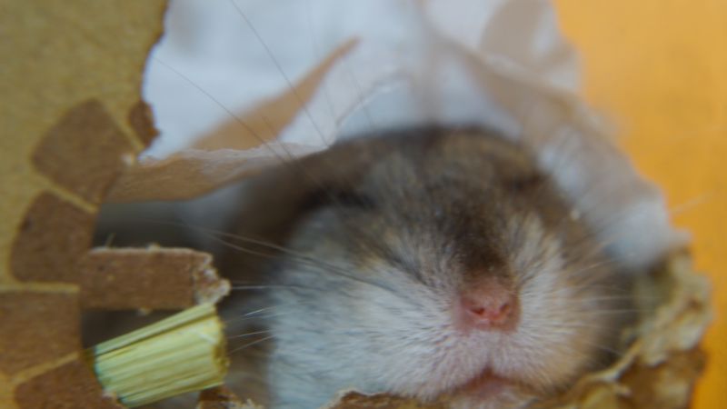 hamster's nap