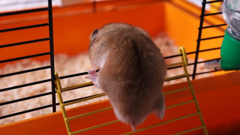 Hamster climbing toys