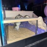 Niteangel Animal Sand-Bath Box