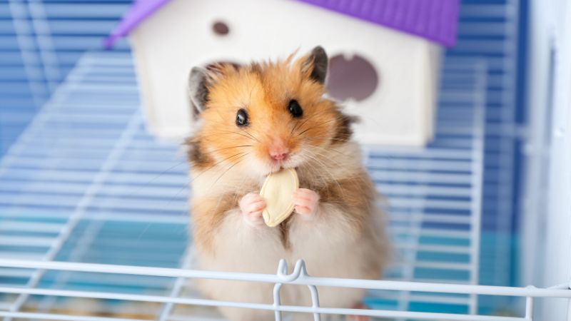 a health hamster is eating
