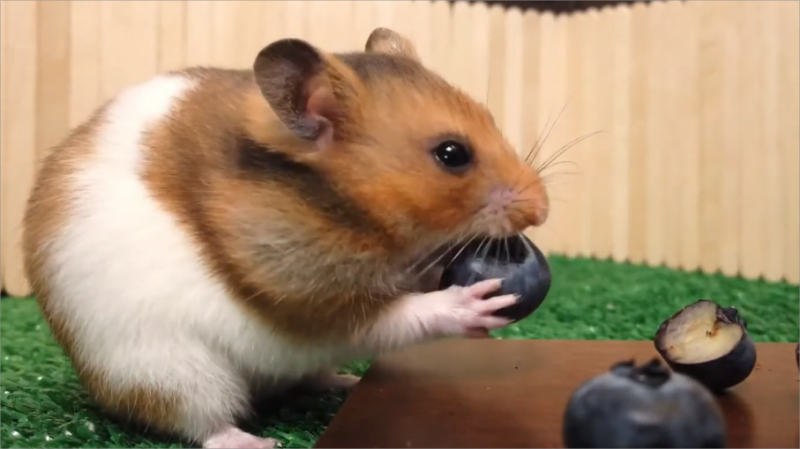 can hamster eat blueberries?