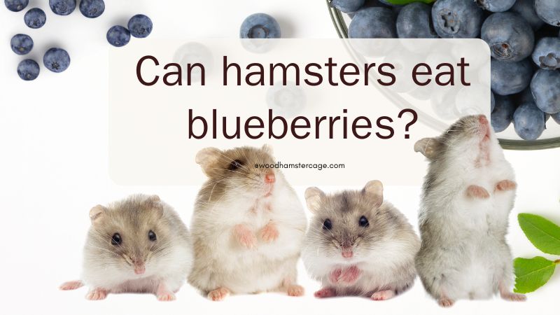 can hamsters eat blueberries? All you need to know