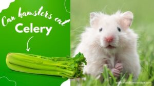 can hamsters eat celery