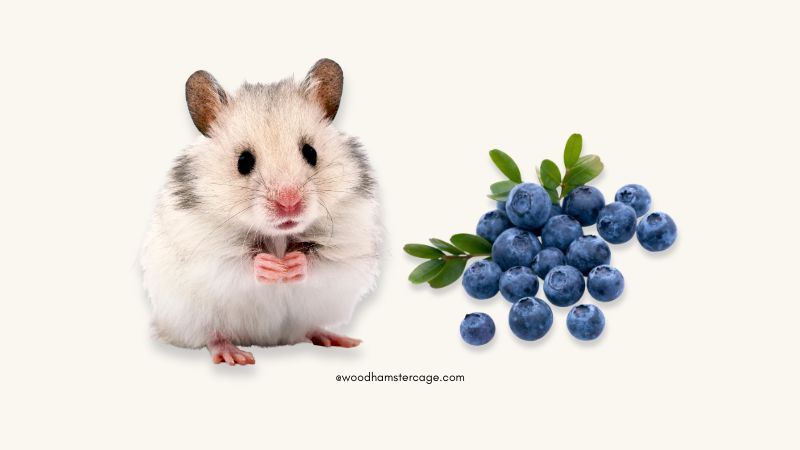 hamster and blueberries