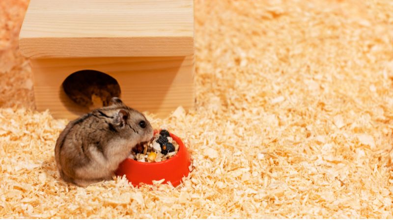 hamster eating food from bowl
