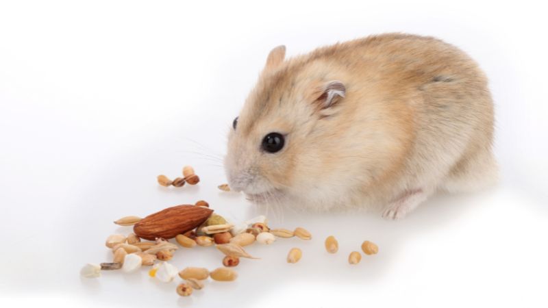 hamster eating nuts