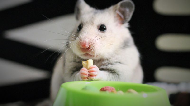hamster eating treats