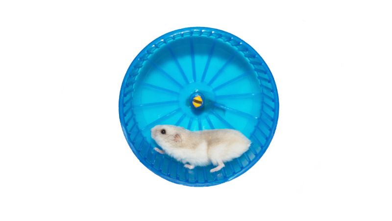 hamster in the wheel