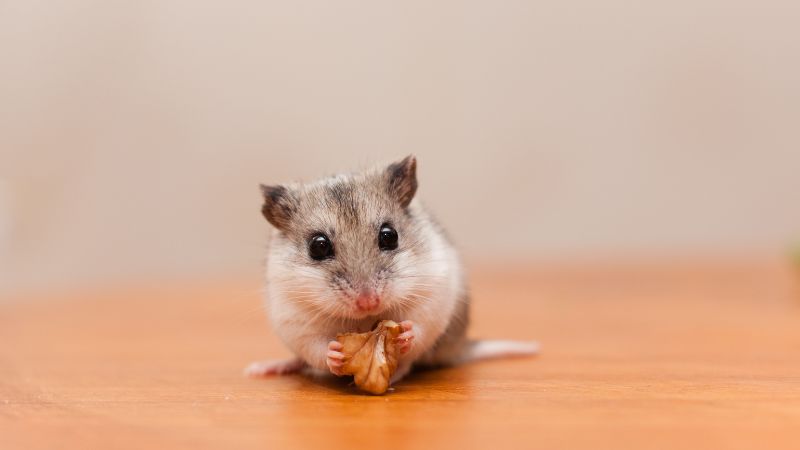 small chinese hamster eating