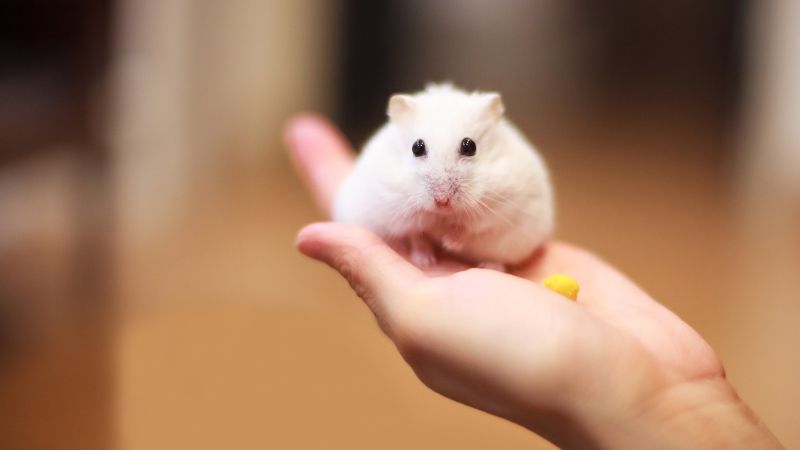 white hamster in hand