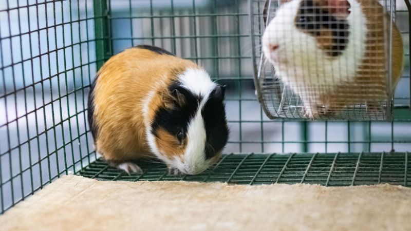 2 guinea pigs in cage