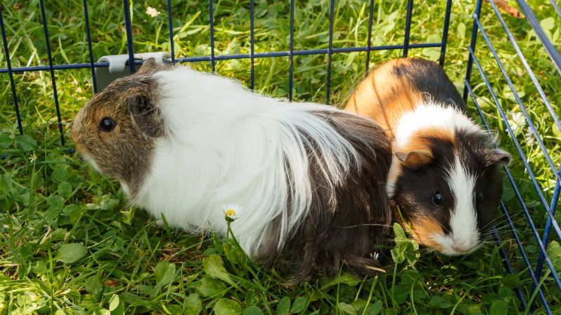 2 guinea pigs play together