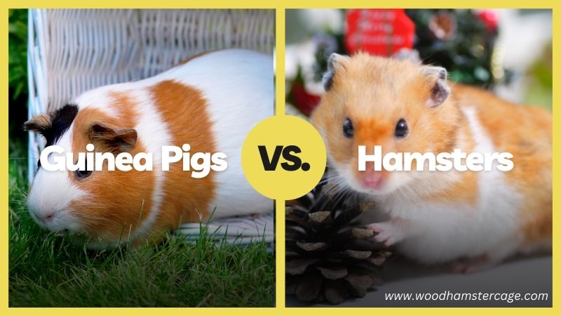 Guinea Pigs Vs Hamsters Which One Is Best for You 1