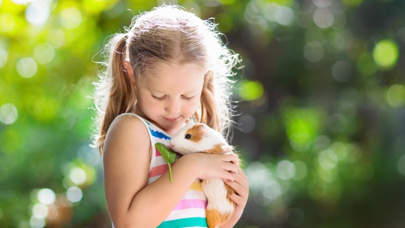 Little girl hugging guinea pig