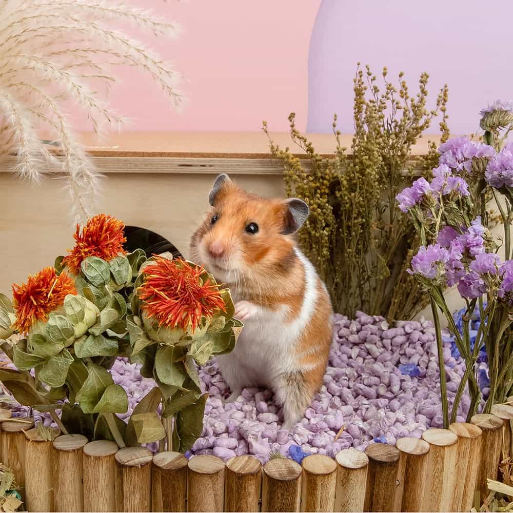 Natural Hamster Bedding - Flowers, Herbs, Sprays, Treat Cereal Grain For Cage Habitat Enclosure Decor - Hamster Chews For Dwarf Syrian Gerbils, Mice