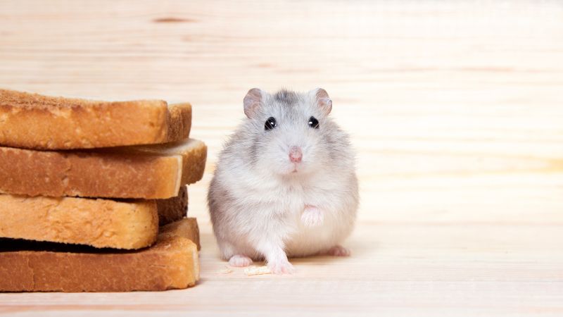 a hamster beside bread