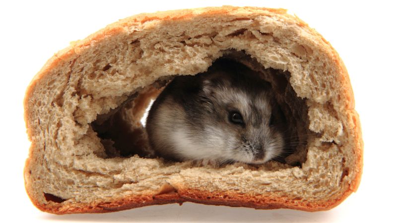a hamster in bread hole