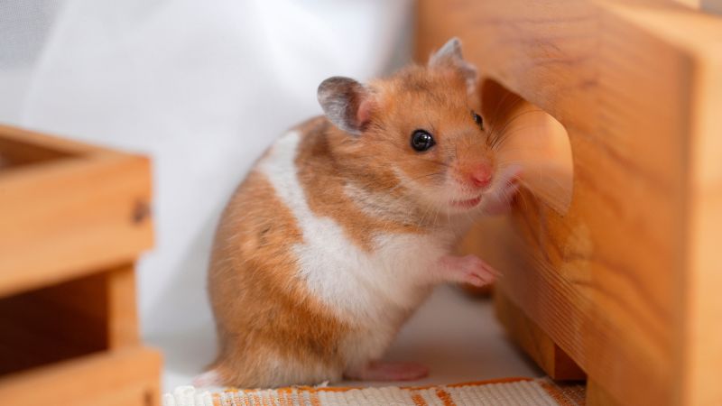 a hamster in wooden hamster cage