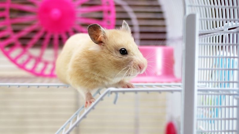 a shaking hamster in cage